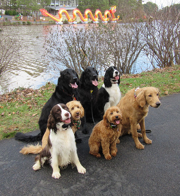 Carolina Dog Training Trained by Elaine Pack Sitters canine puppy dog care and training