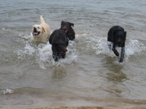 dog friendly beaches