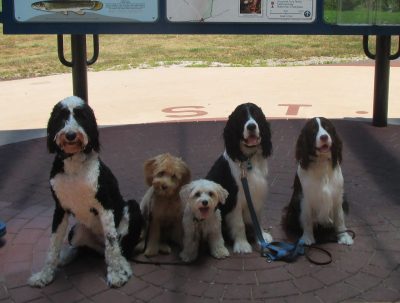 Carolina Dog Training Trained by Elaine™ Summer heat tips for dogs