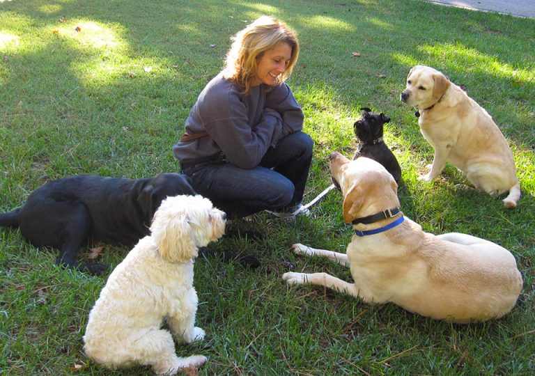Carolina Dog Training pet dog pup care remote training collar tools