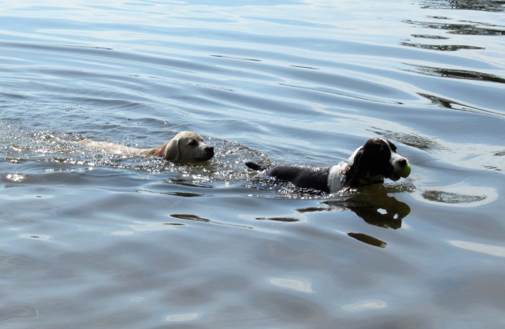 Carolina Dog Training Summer Tips Canine Health