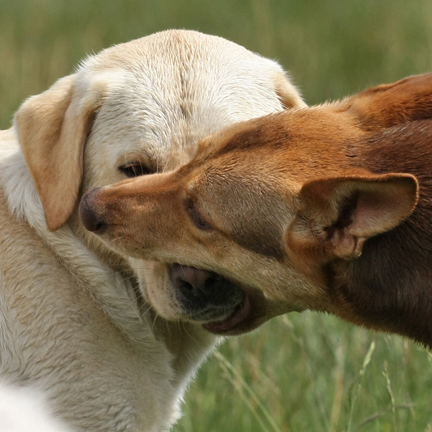 Carolina Dog Training, mouth over nose