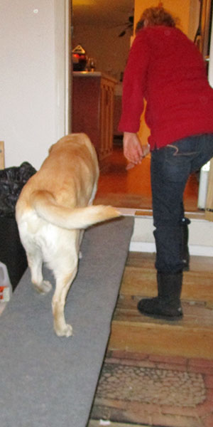 Carolina Dog Training, LLC - Caring for your Senior Dog; Dog walking up a ramp into house