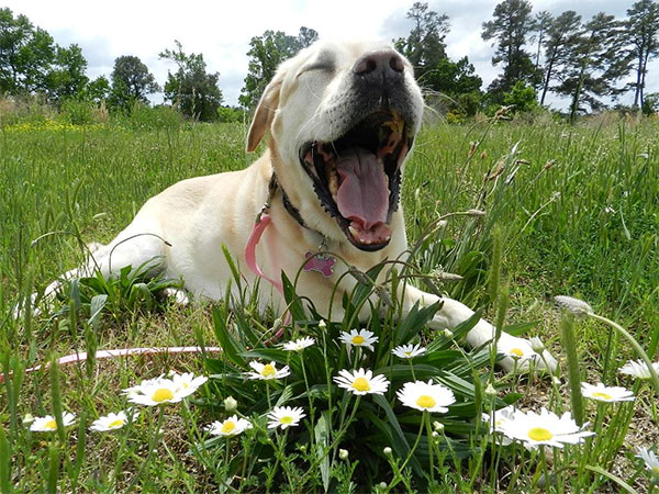 Can My Dog Contract the Coronavirus or get Allergies? Spring Newsletter 2020
