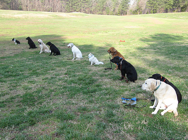 Carolina Dog Training, Can My Dog Contract the Coronavirus?