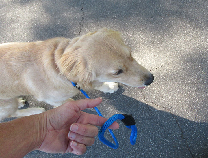 Loose Leash Dog Training - dog on leash not pulling or tugging