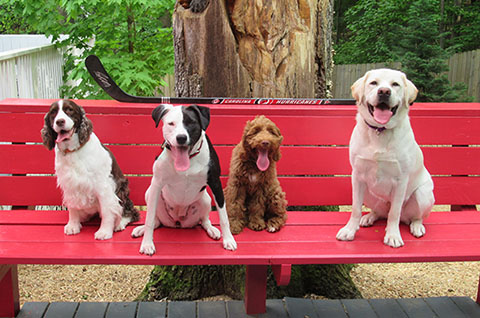 Canine Board and Train program - 4 dogs trained by Elaine Poulin sitting on a bench