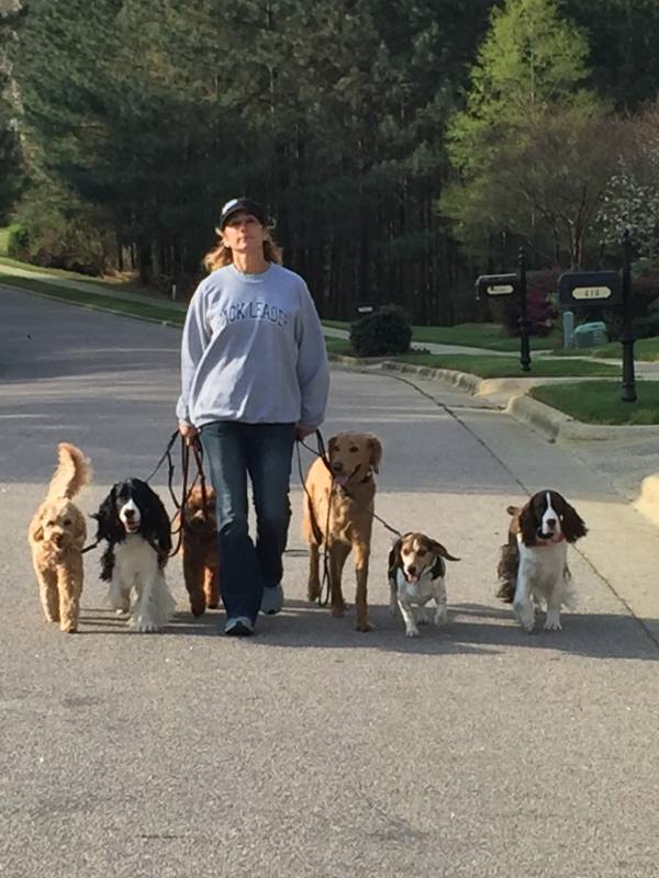 Shadow Program, Carolinia Dog Training, Elaine walking a bunch of dogs