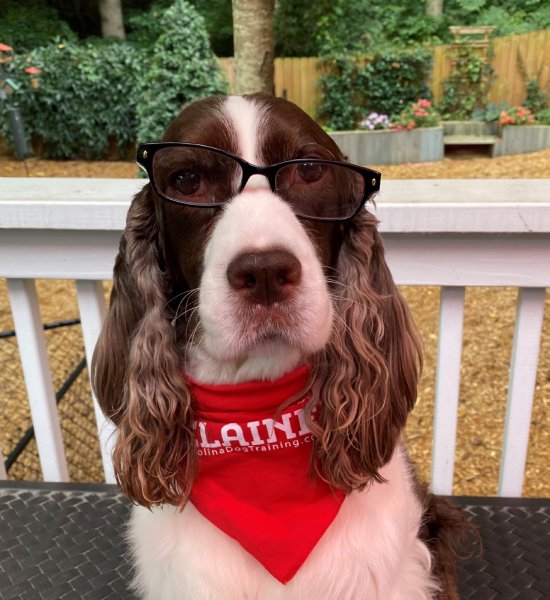 Phone Consultation, Jack the dog wearing glasses, Carolina Dog Training
